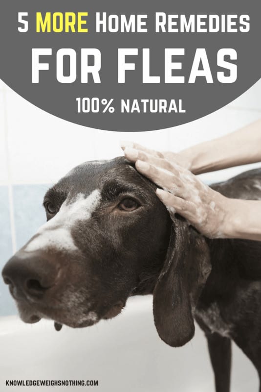 Flea home remedies