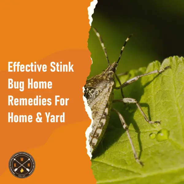 Effective Stink Bug Home Remedies For Home Yard for facebook