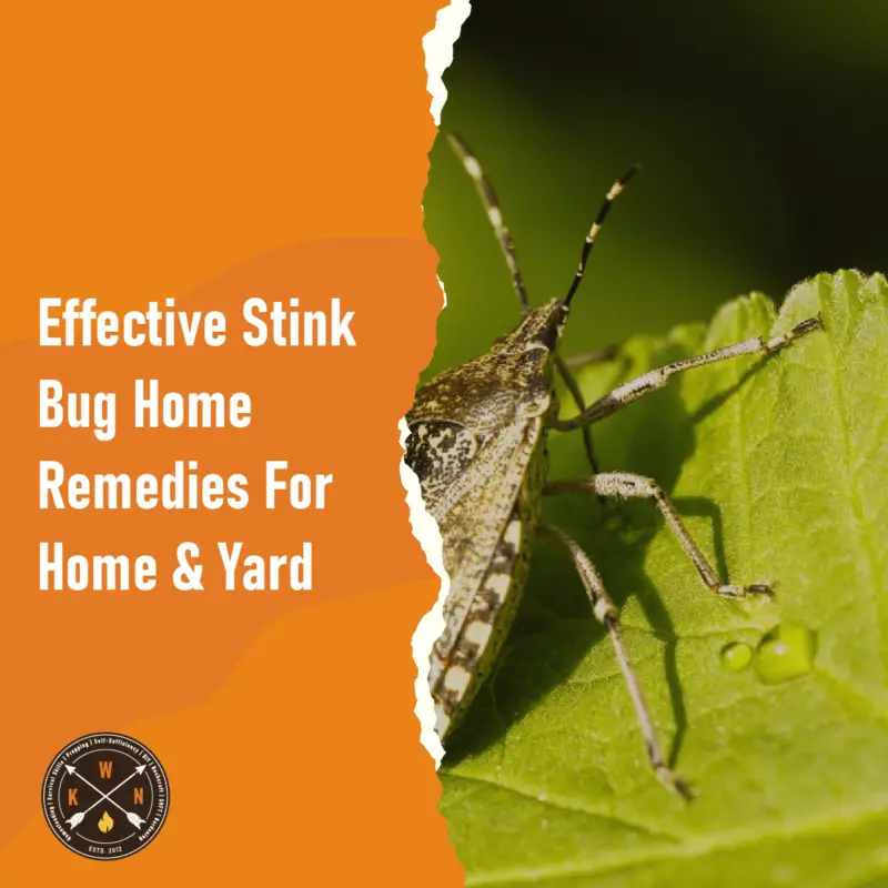 Effective Stink Bug Home Remedies For Home & Yard