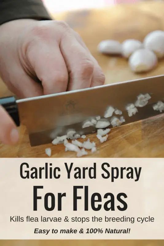 Homemade flea killer spray for yards