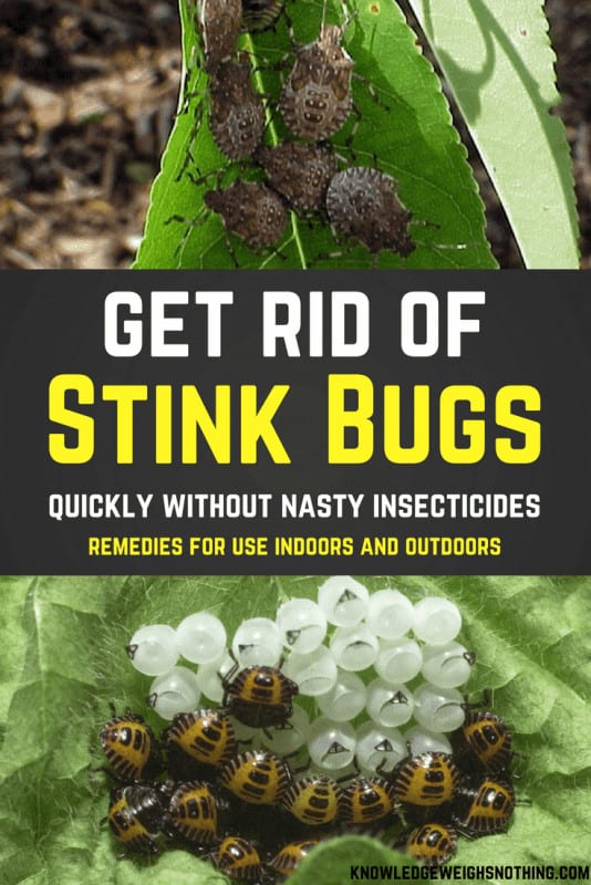 Natural stink bug home remedies
