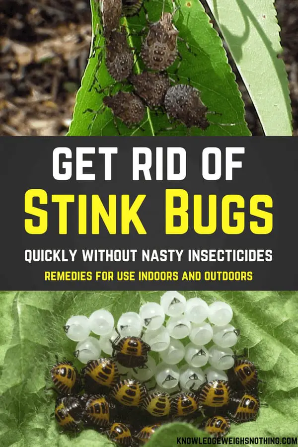 Effective Stink Bug Home Remedies For Home & Yard