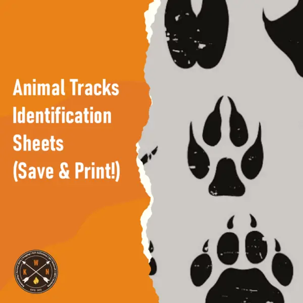 Animal Tracks Identification Sheets Save Print