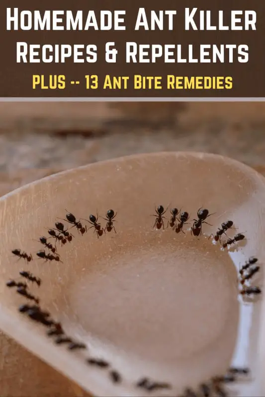 Homemade ant killer repellent recipes plus some ant bite remedies 