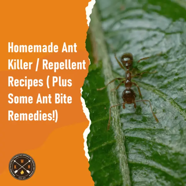 Homemade Ant Killer Repellent Recipes Plus Some Ant Bite Remedies for facebook