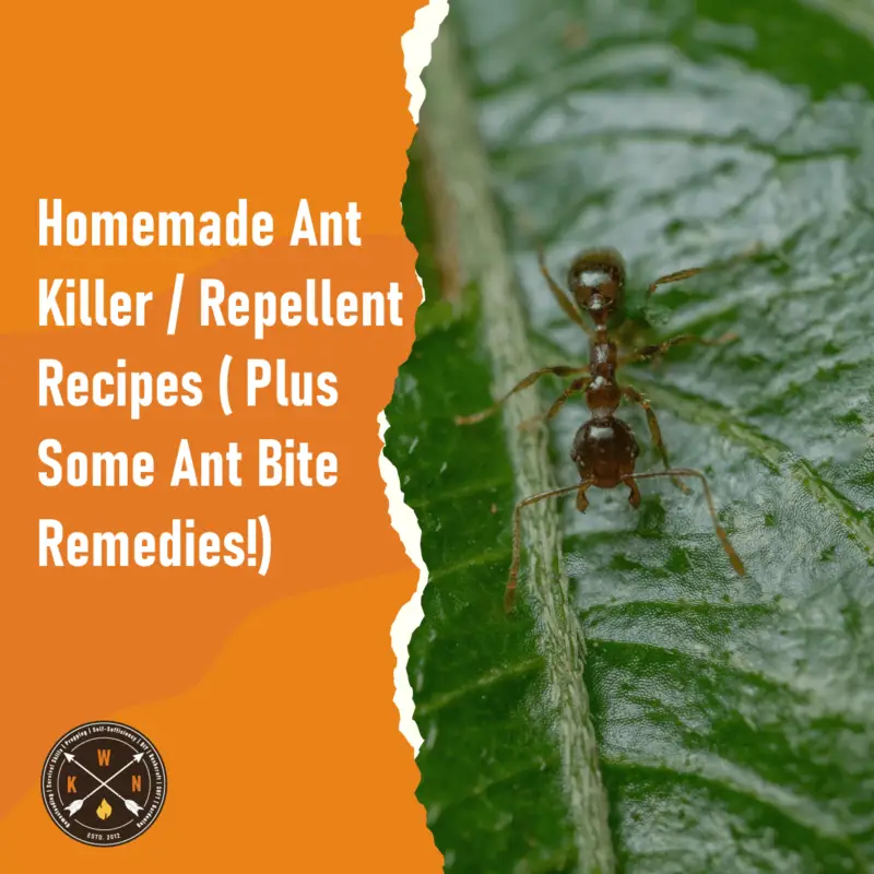 Homemade Ant Killer / Repellent Recipes ( Plus Some Ant Bite Remedies!)