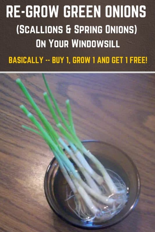 Regrow Green Onions