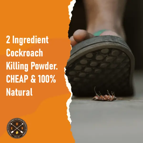 2 Ingredient Cockroach Killing Powder. CHEAP 100 Natural for facebook
