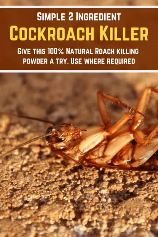 Homemade cockroach killing powder