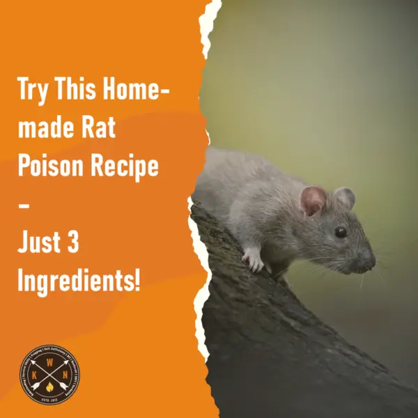 Try This Homemade Rat Poison Recipe – Just 3 Ingredients for facebook