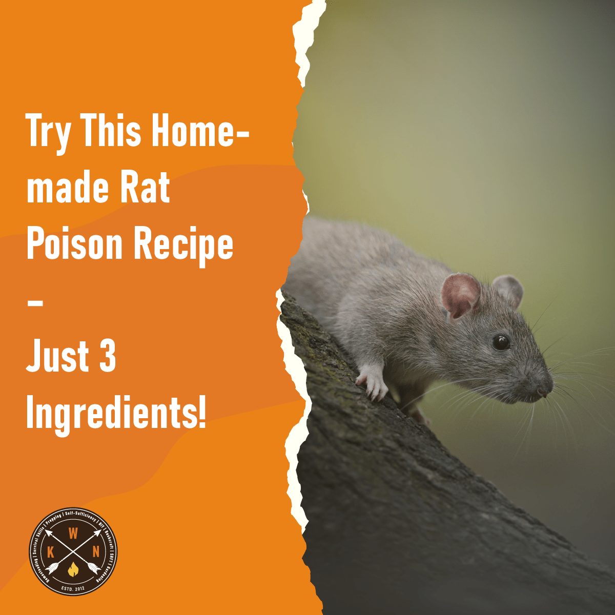 Try This Homemade Rat Poison Recipe Just 3 Ingredients! Try This Homemade Rat Poison Recipe Just 3 Ingredients!