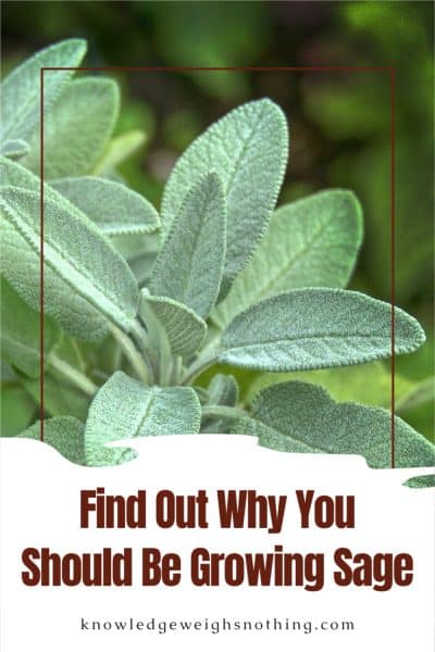Find out why to grow sage at home