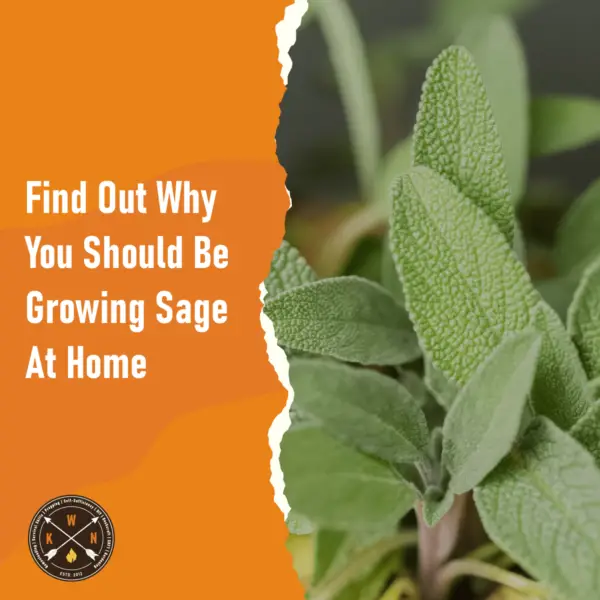 Find Out Why You Should Be Growing Sage At Home for facebook