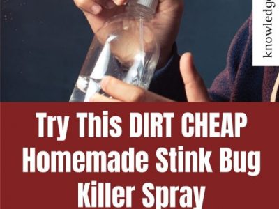 Homemade Stink bug spray