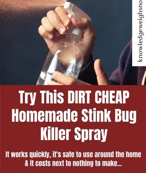 Homemade Stink bug spray