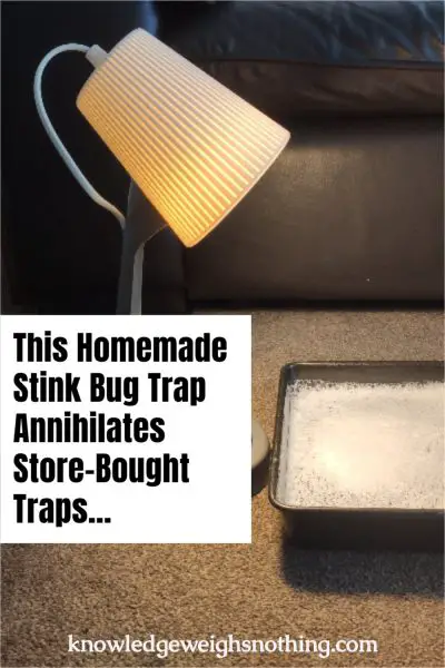 Simple homemade stink bug trap