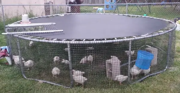 DIY trampoline chicken coop