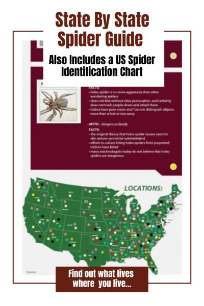 US State By State Spider Guide And Spider Identification Chart