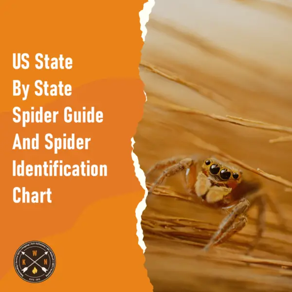 US State By State Spider Guide And Spider Identification Chart for facebook