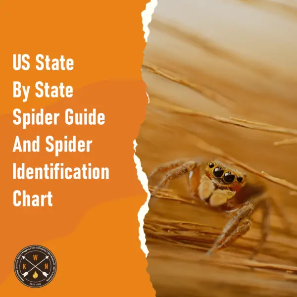 US State By State Spider Guide And Spider Identification Chart