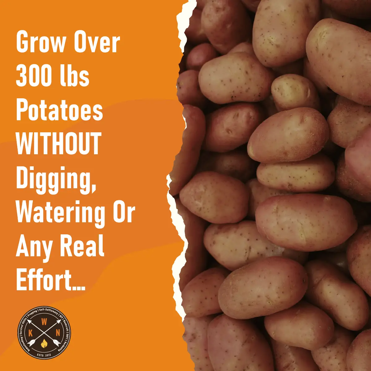Grow-Over-300-lbs-Potatoes-WITHOUT-Digging-Watering-Or-Any-Real-Effort