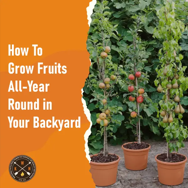 How-To-Grow-Fruits-All-Year-Round