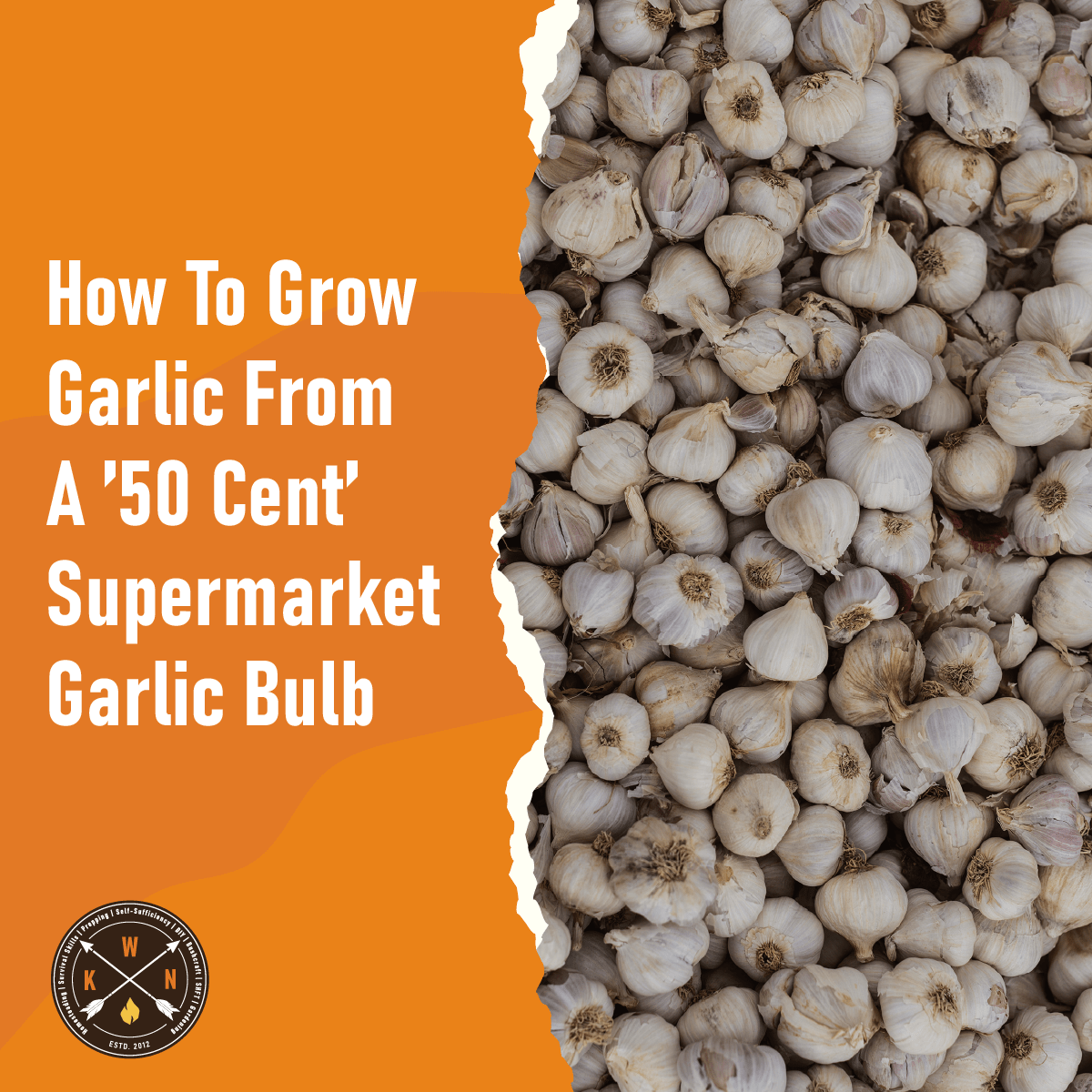 How-To-Grow-Garlic