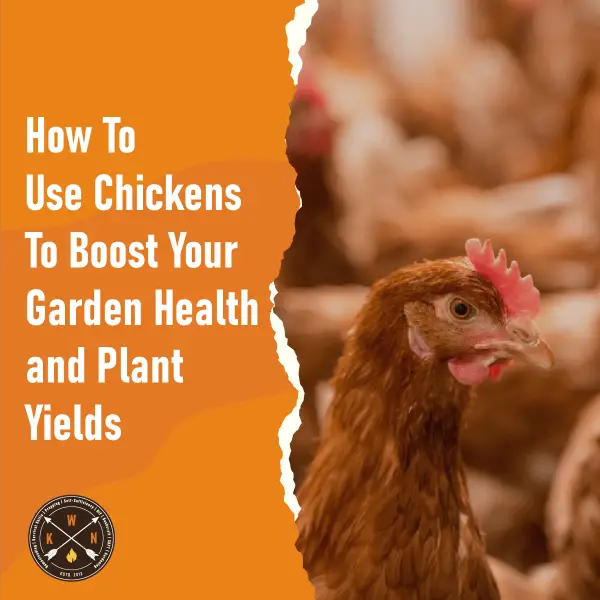 How-To-Use-Chickens-To-Boost-Your-Garden-Health-and-Plant-Yields