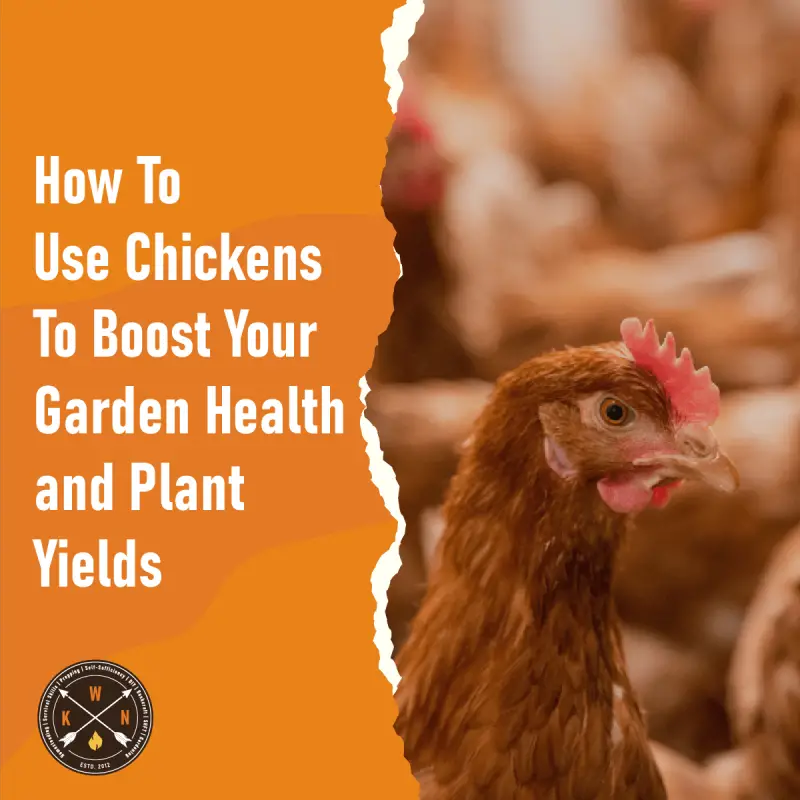 How To Use Chickens To Boost Your Garden Health And Plant Yields
