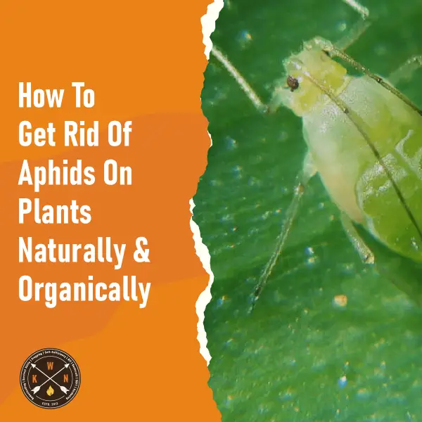 How To Get Rid Of Aphids On Plants Naturally & Organically