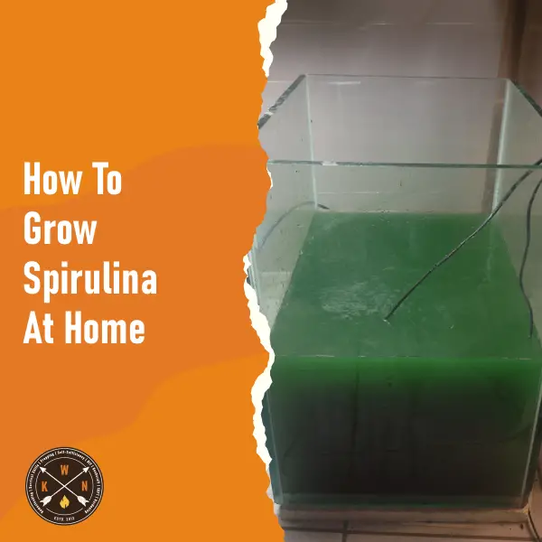 How To Grow Spirulina At Home