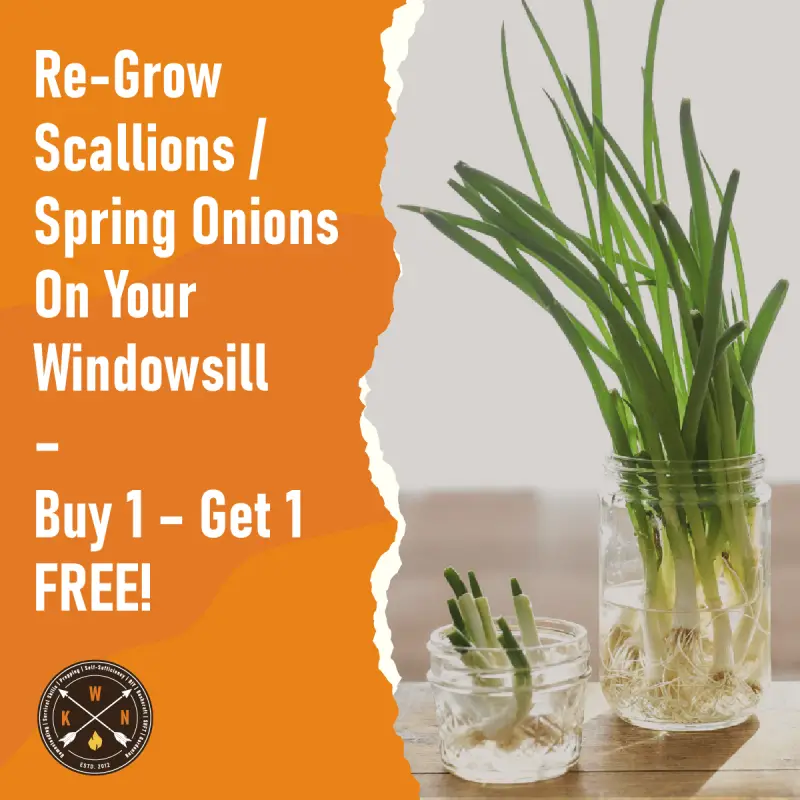 Re-Grow-Scallions_Spring-Onions