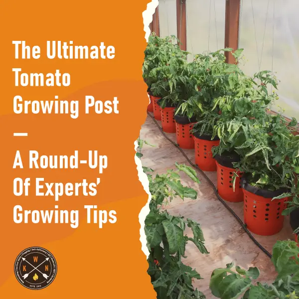 Tomato-Growing-Post-A-Round-Up-Of-Experts_-Growing-Tips